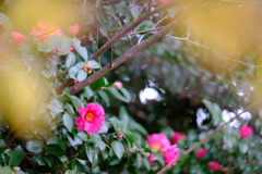 DSCF3341