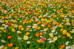 森林公園10