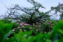 DSCF9981