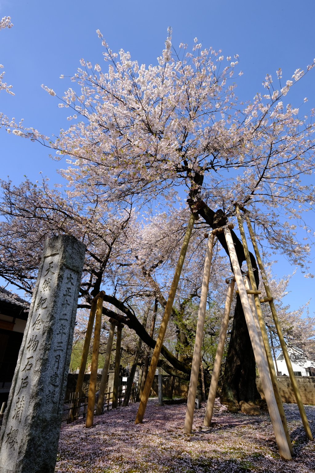 DSCF5709