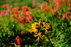 DSCF1514