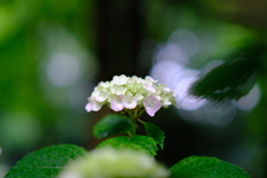 DSCF1446