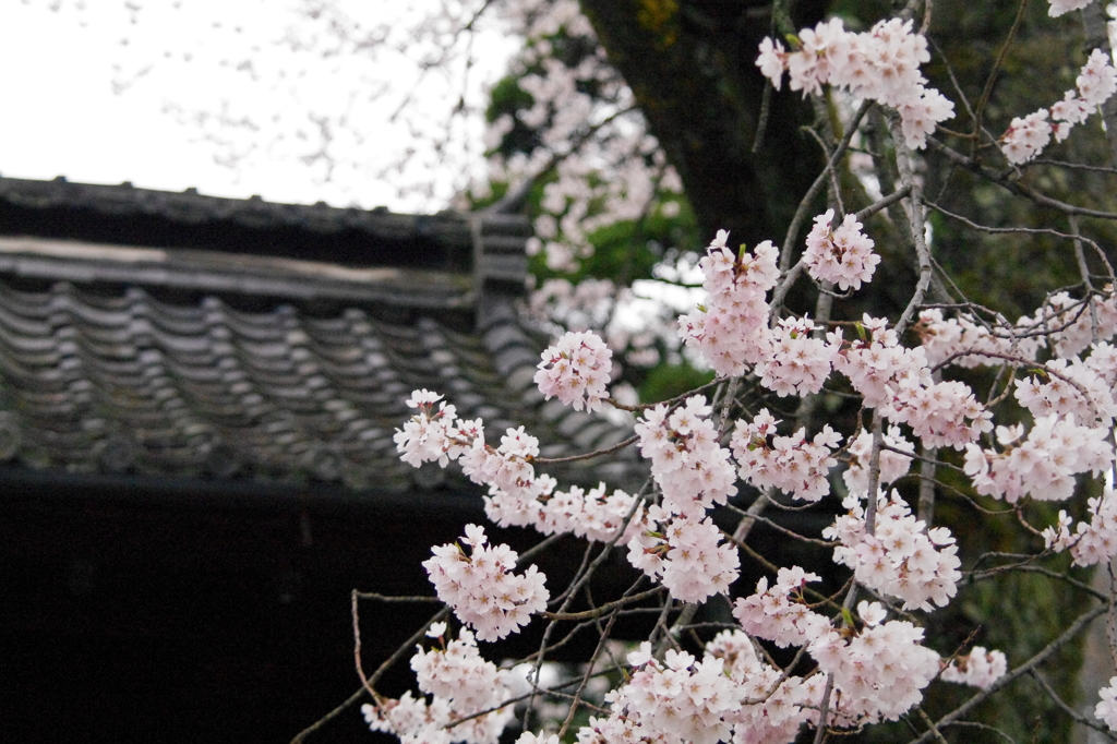 城門と桜　其のニ