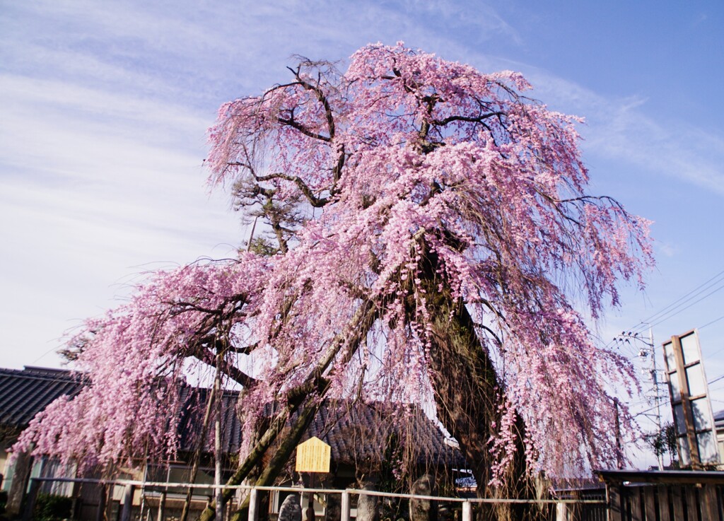 お薬師の枝垂れ桜