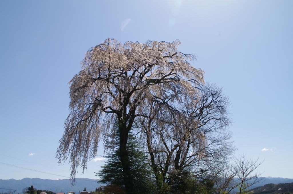 墓守桜　南アルプスを背に