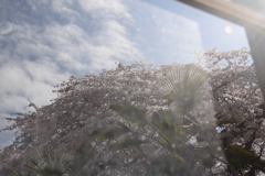 窓越の桜
