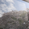 窓越の桜