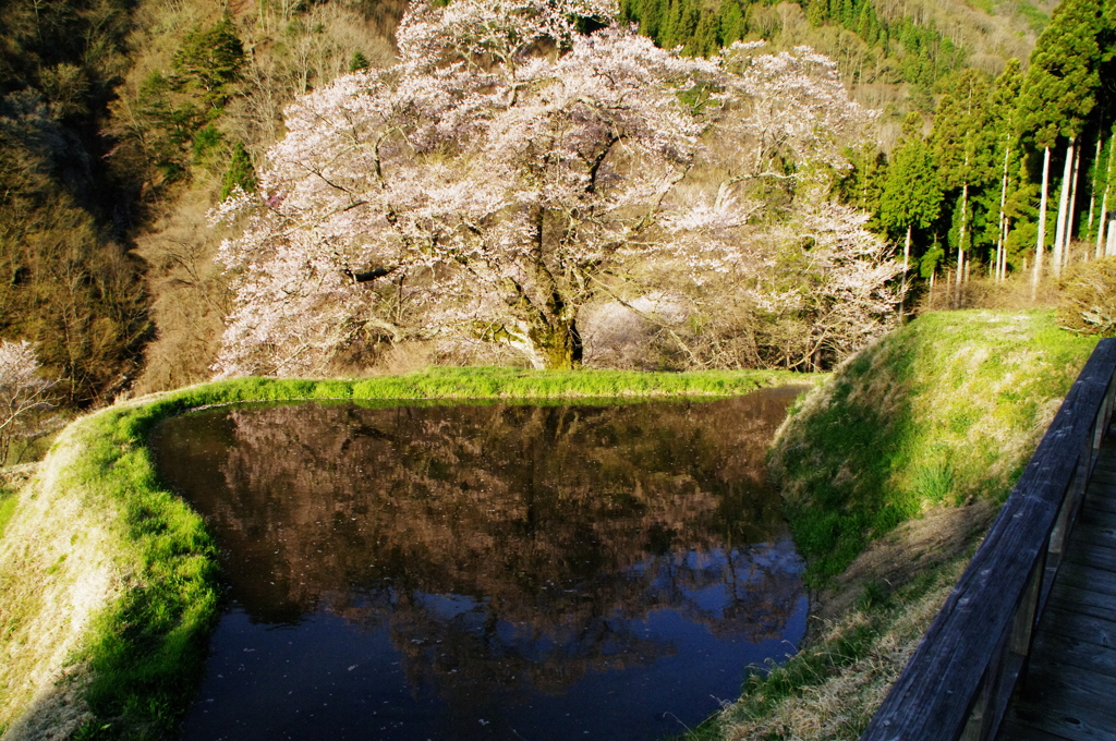 駒つなぎの桜　南信州フォトスポット