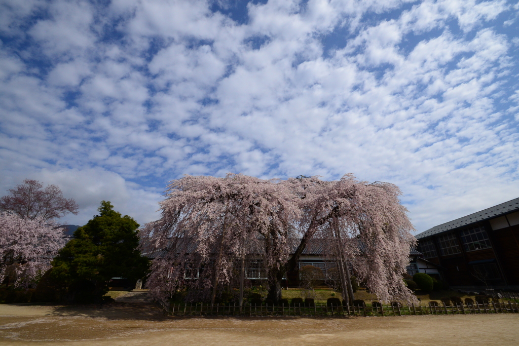 南信州　杵原学校の桜