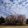 南信州　杵原学校の桜