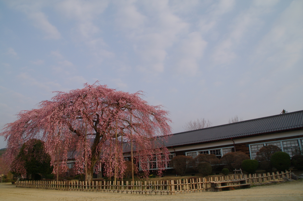 朝日を浴びて　空広く　杵原の桜咲く