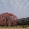 朝日を浴びて　空広く　杵原の桜咲く