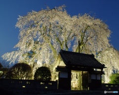南信州　増泉寺の枝垂れ桜