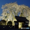 南信州　増泉寺の枝垂れ桜