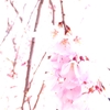 DSCF1283