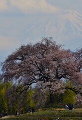 富士は遠い
