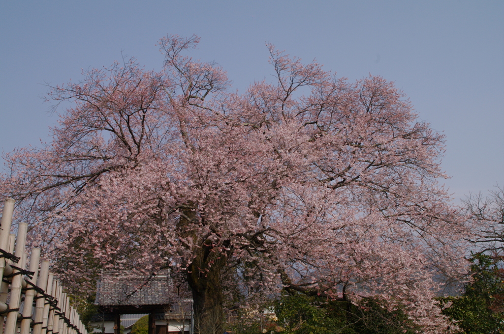 松源寺の桜