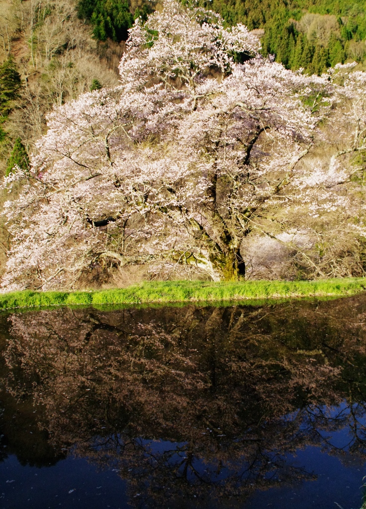 鏡桜は夜桜のごとし