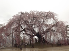 雨の中　麻績の舞台桜