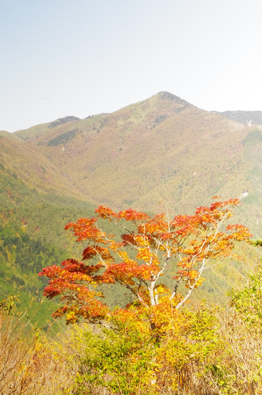 馬の背より大川入山を望む