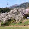 スケール感じるしだれ桜