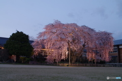 杵原学校の枝垂れ桜　ライトアップ