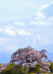 わに塚の桜　念願の圧縮構図