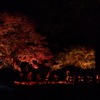 蔵出しライトアップ　野底山森林公園