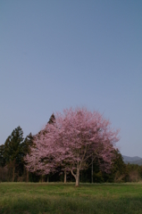 ぽつりと桜　