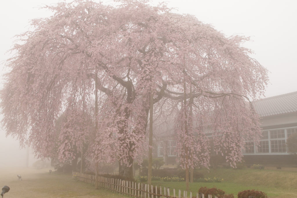 霧の中に枝垂れ桜