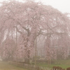 霧の中に枝垂れ桜