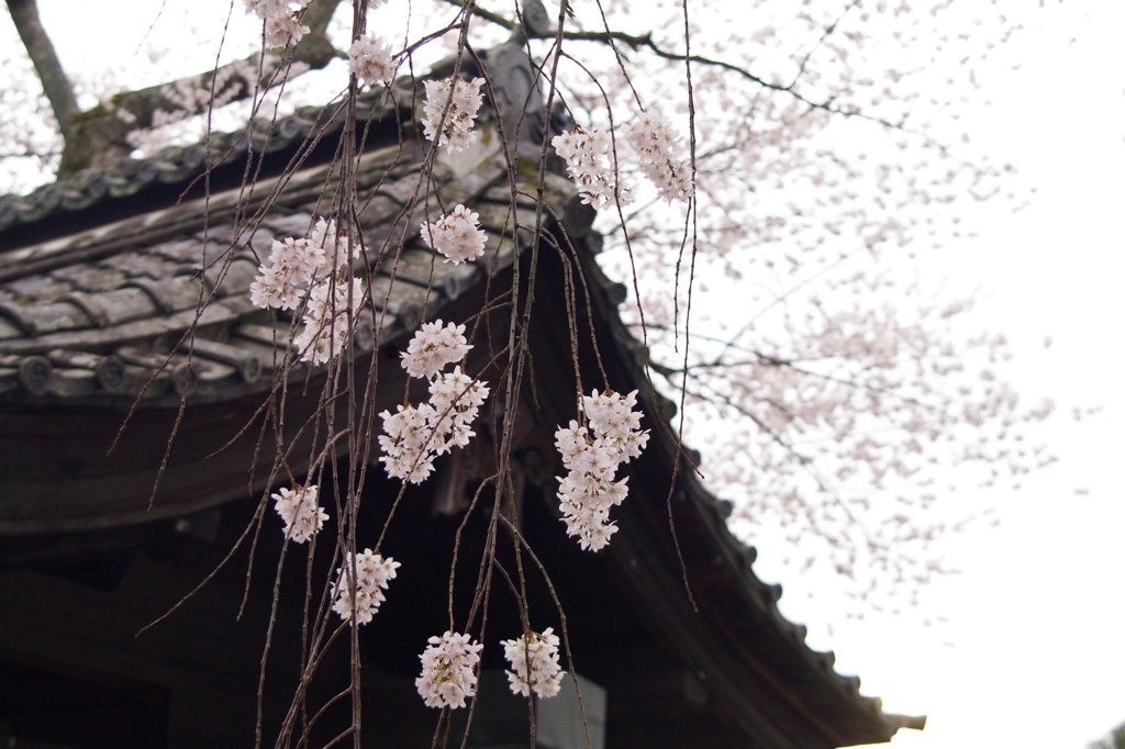 城門と桜