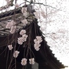 城門と桜