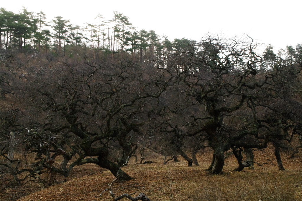 夕暮れは怖いですね！