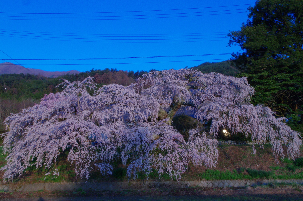 朝ぼらけに宮の原の枝垂れ桜