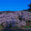 朝ぼらけに宮の原の枝垂れ桜
