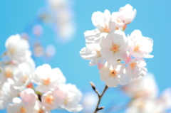 花見日和