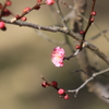 早咲きの梅２