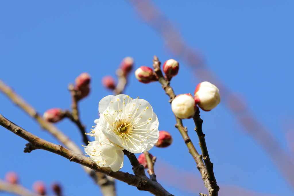 白梅花