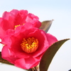 椿の花２