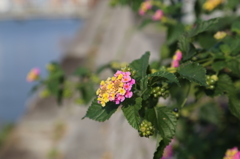 花３