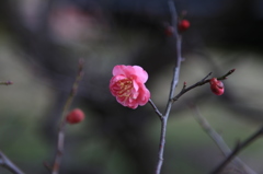 梅５