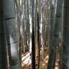 竹林３