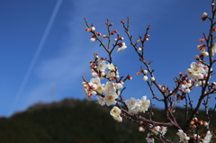 梅の花と飛行機雲