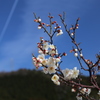 梅の花と飛行機雲