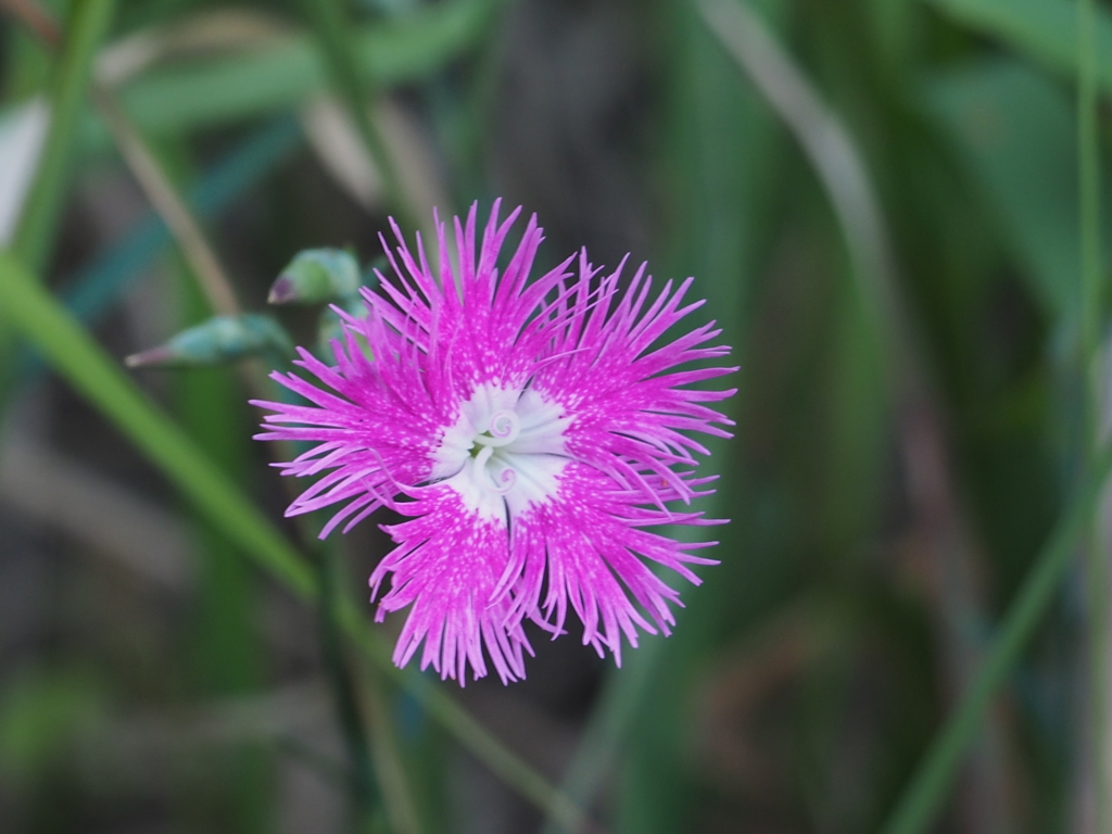 草むらに咲く花3