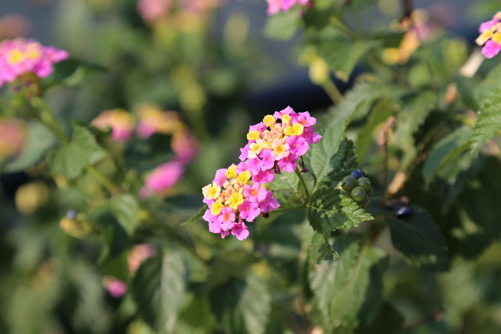 花２