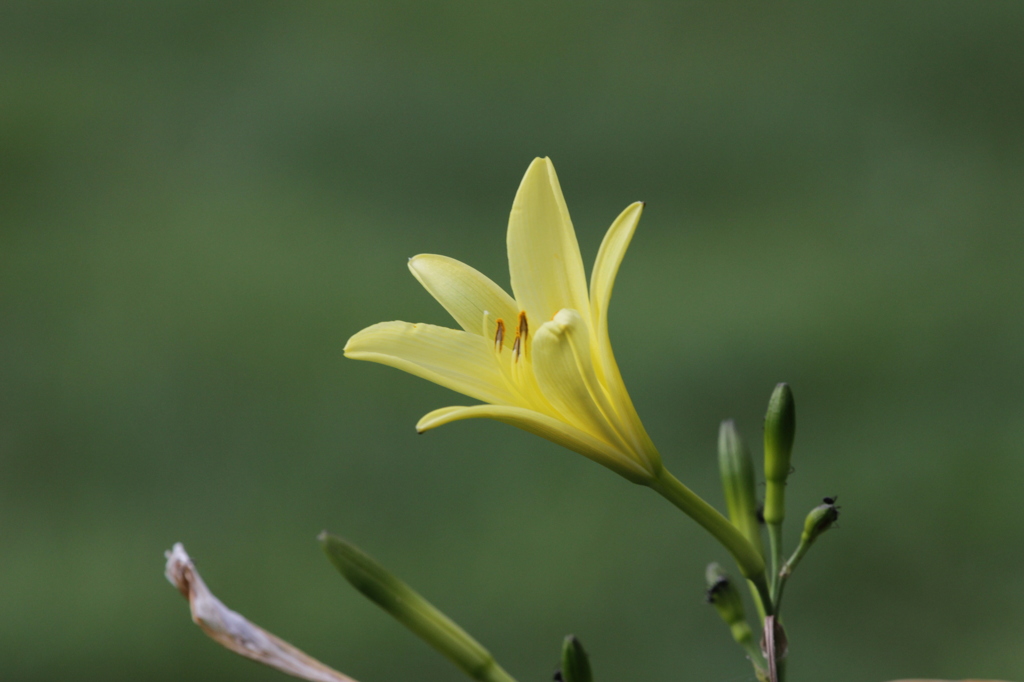 高原の花　黄色