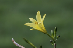 高原の花　黄色