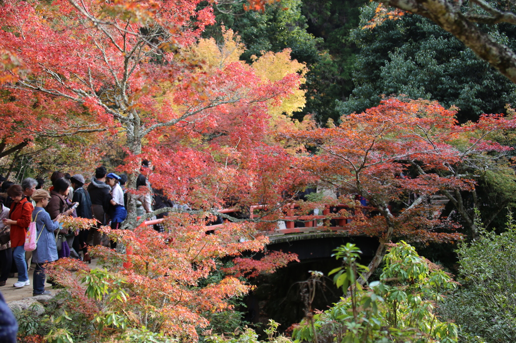 紅葉谷４